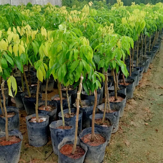 普宁市龙兰荔枝无核荔枝桂味荔枝糯米糍荔枝苗妃子笑荔枝苗营养杯苗