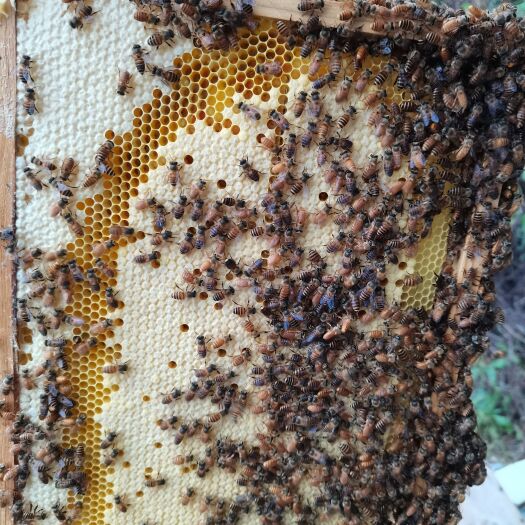 容县蜜蜂中蜂土蜂用蜂箱带仔脾全年可以全国邮寄