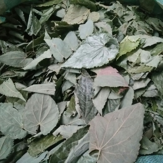 宁强县绒毛淫羊藿纯叶饮片人工手选货懂得下手