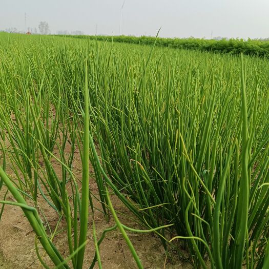 西华县河南西华县正宗河西二红洋葱苗万亩基地，品种纯正，