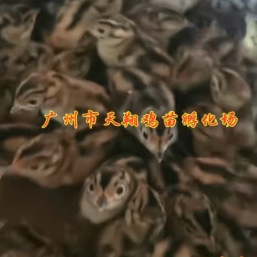广州七彩山鸡苗 山鸡苗 出壳鸡苗