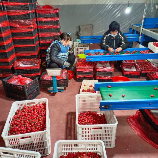 寿光市T七粉玉圣女果，千禧圣女果粉玉小番茄常年有货种植面积大