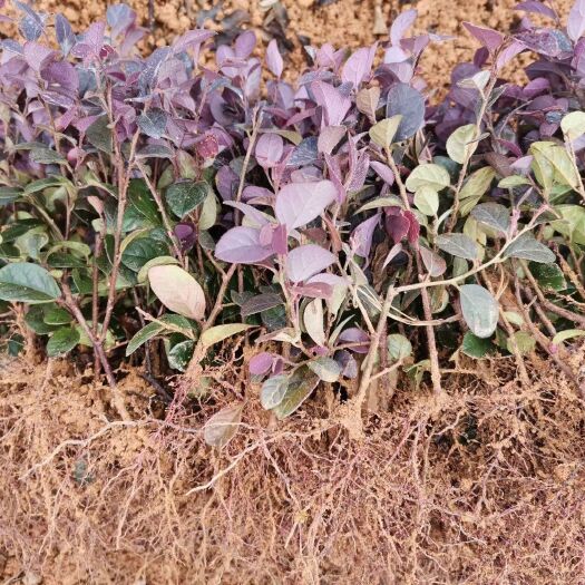 荔浦市精品红继木扦插小苗芽苗，基地直发，量大从优