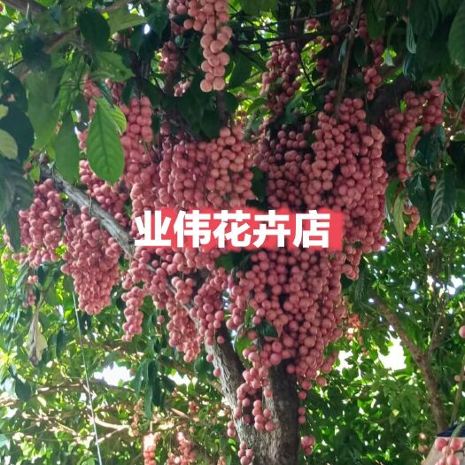防城港木奶果树苗（嫁接杯苗）三丫果、火果