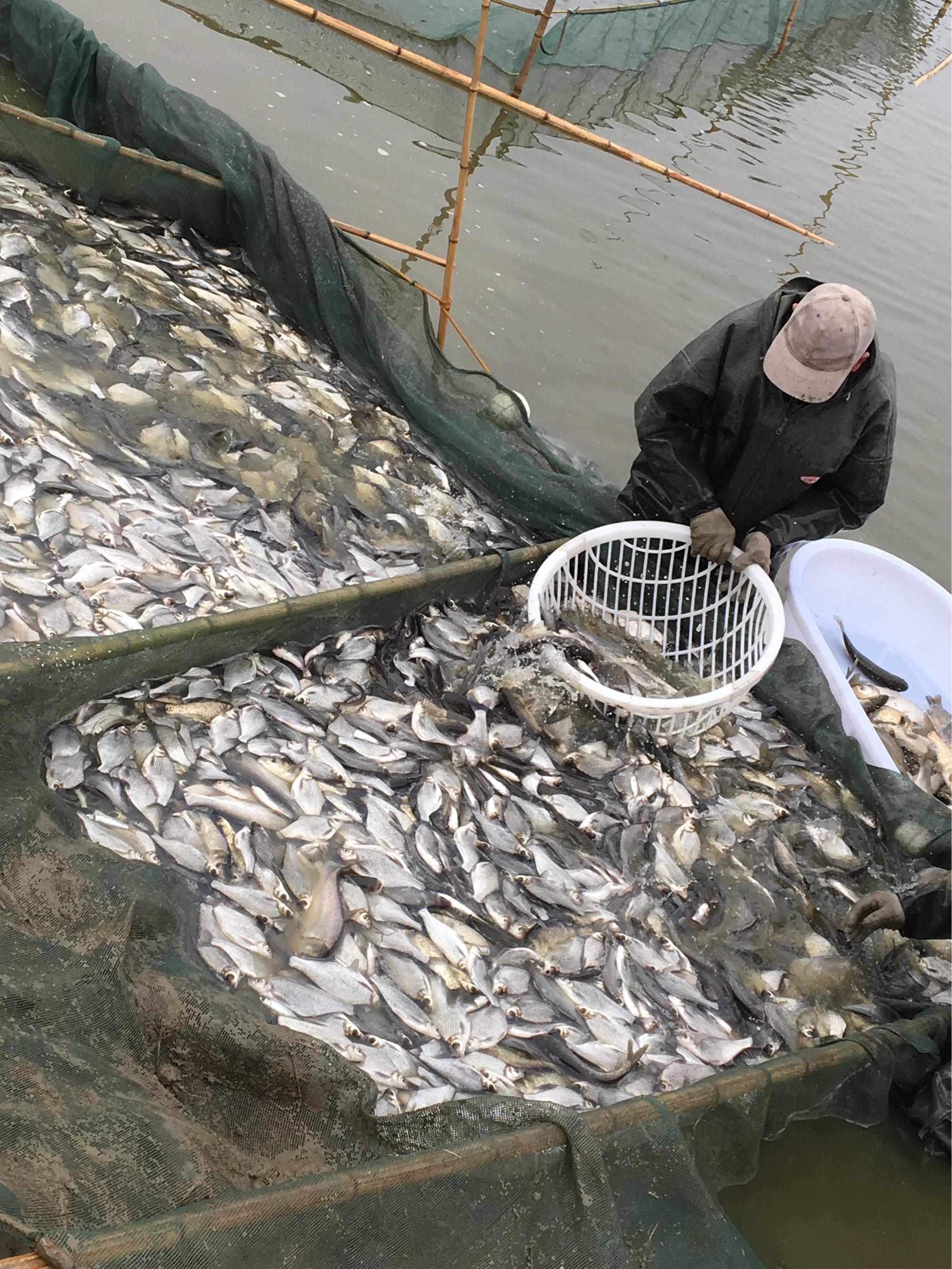 重庆鳊鱼，规格齐全，无病无虫，可以提供技术指导。