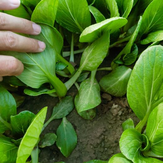 商丘精品小油菜