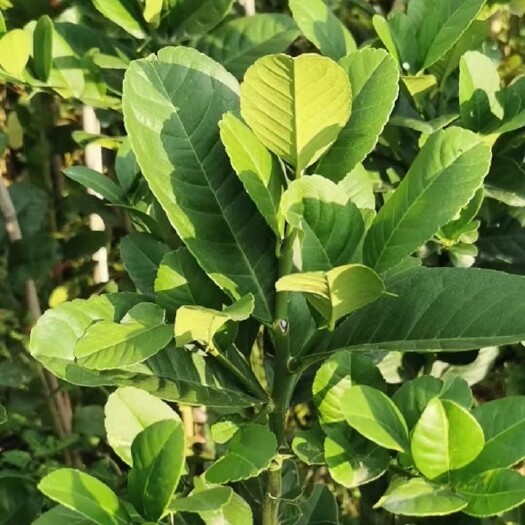 佛山香水柠檬苗   广东省水柠檬苗
