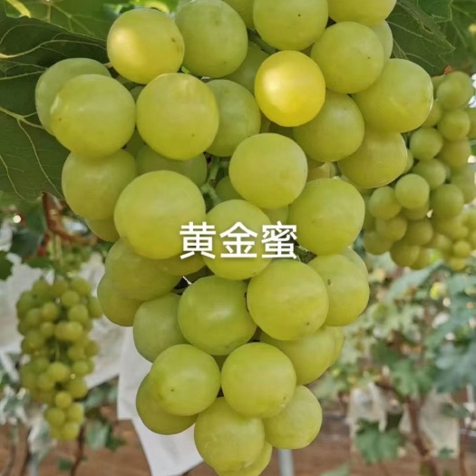 昌黎县黄金密嫁接苗基地直发纯度保证南北方种植早熟阳光玫瑰