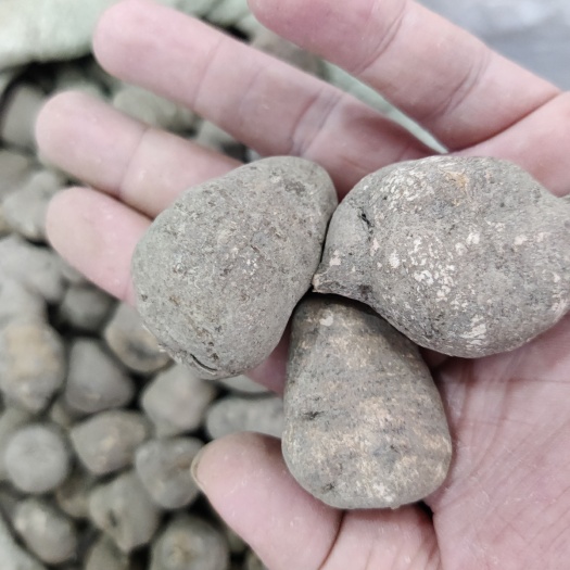 三叶青 三叶青个子 三叶青片 选货统货 产地直销
