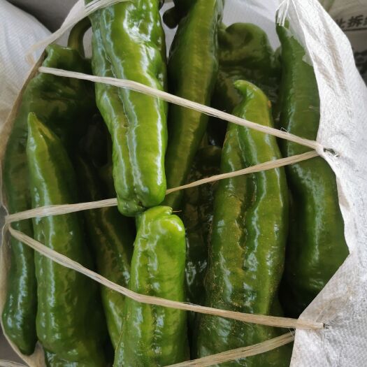 夏邑县辣椒，泡椒，线椒，苏椒