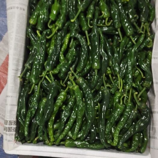 枣庄辣椒