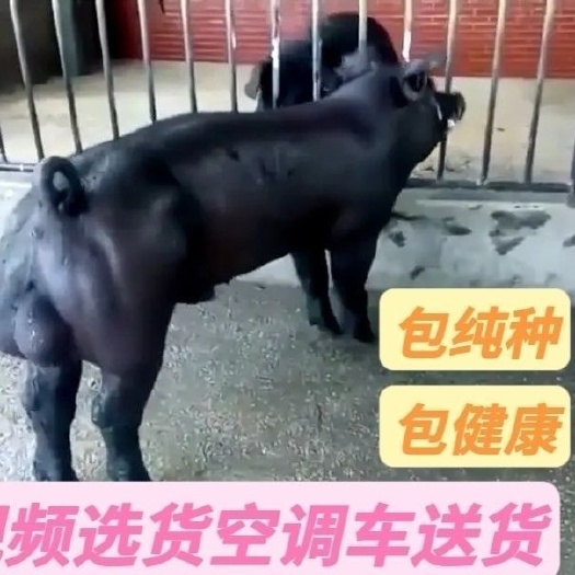 新美系原种黑杜种公猪黑金刚小黑杜公猪种母猪大小都有品种纯正