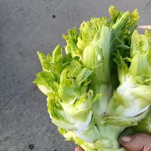 德阳大量现货出售本地儿菜