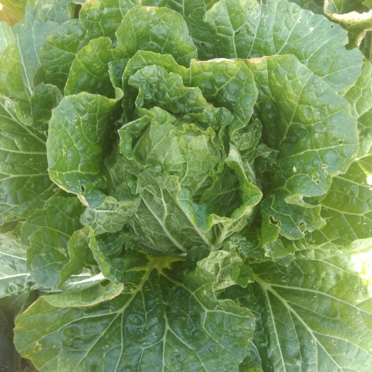 西吉县黄心白菜