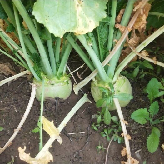 新泰市芥菜疙瘩大量上市