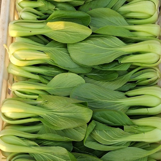 上海青  北方小油菜 1~2兩