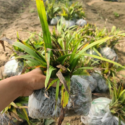 江油市白芨苗 三叉紫花白芨种苗 宽叶白芨苗 药效好产量高