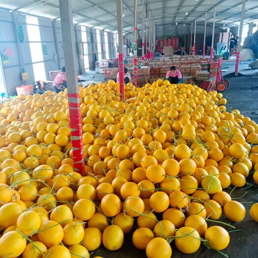 寿光市久红瑞甜瓜  山东寿光久红黄皮甜瓜，种植面积大大量上市中