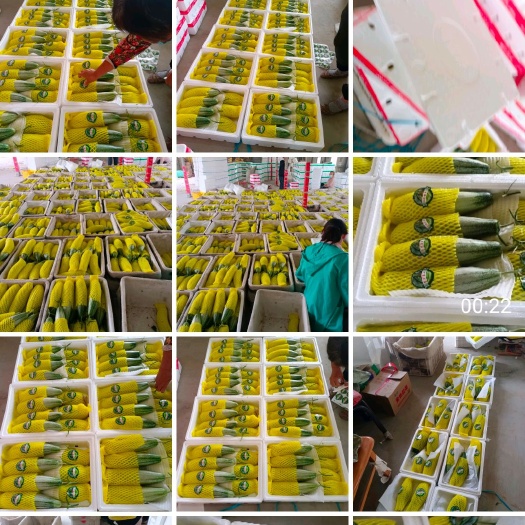寿光市羊角蜜甜瓜产地直供市场货电商货都有产地种植面积大诚信代办