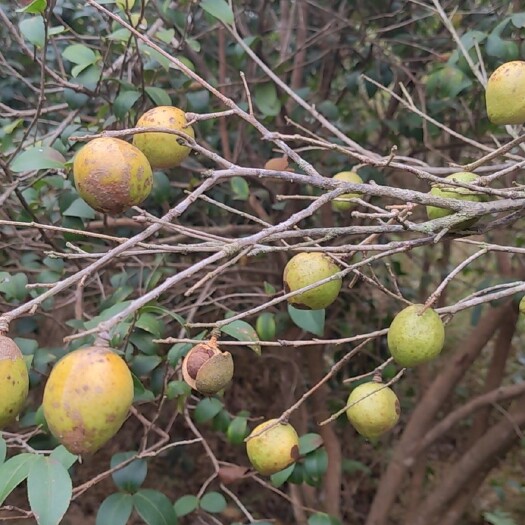 紫金县无公害有机山茶油