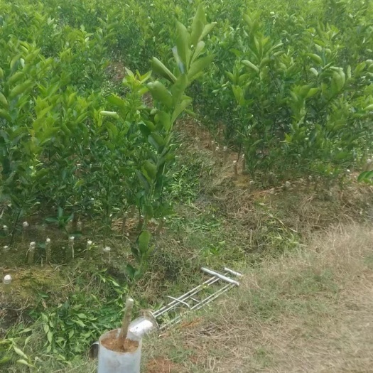 无籽青柠塔西堤