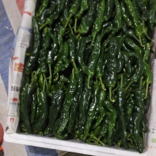 枣庄小皱辣椒:大黑:二黑:芜湖椒辣椒