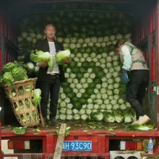 威宁县黄心白菜，精品23456