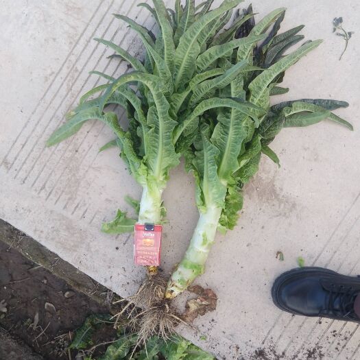 大理市紫叶香莴笋，价钱美丽，有兴趣的老板可以致电，大量供应中