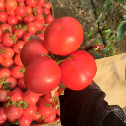 东海县西红柿，万亩硬粉西红柿，质量好，价格优美，质量保证