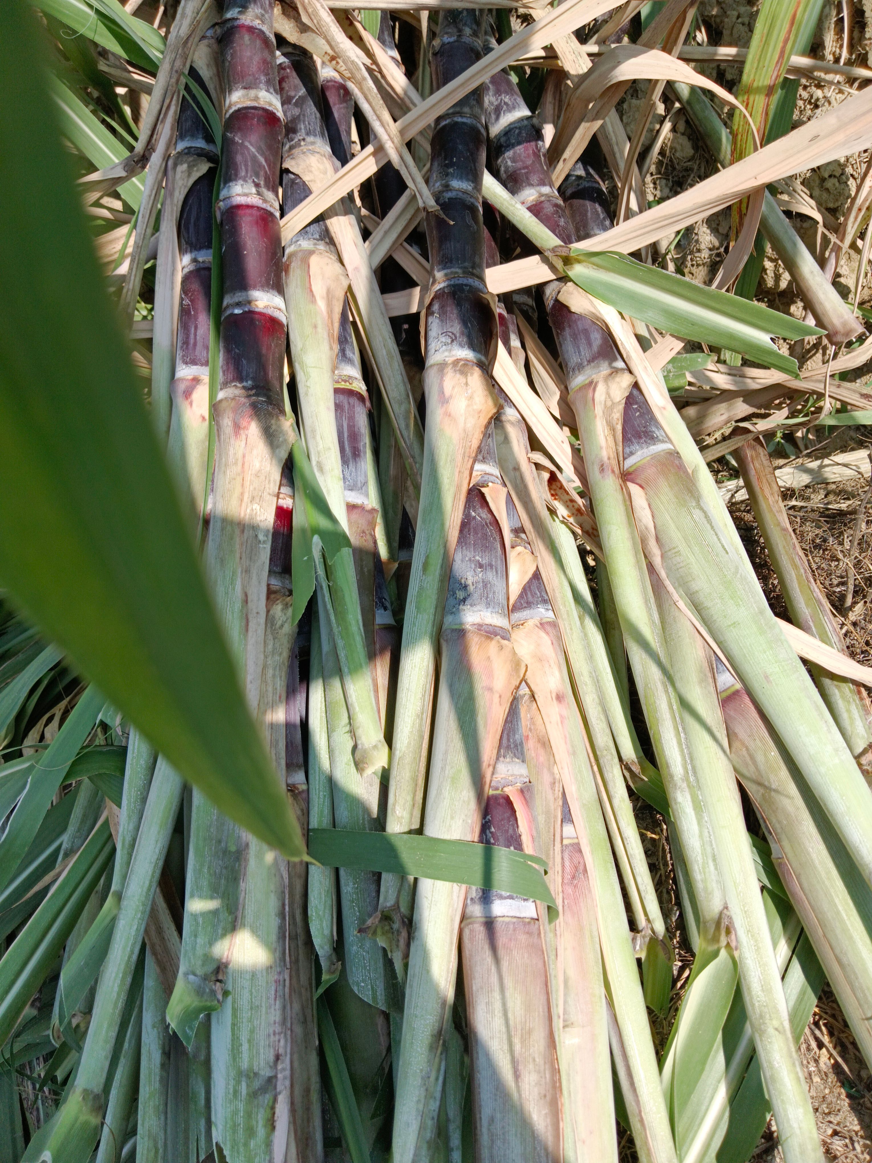 博白县广西黑皮甘蔗种苗脱毒苗黑皮种苗适合北方种植包技术指导
