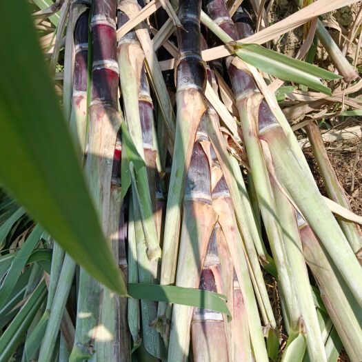 广西黑皮甘蔗种苗脱毒苗黑皮种苗适合北方种植包技术指导