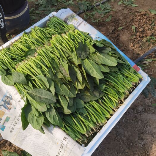 单县菠菜
