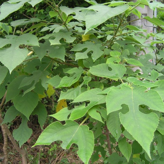 洛宁县枸树，枸树果