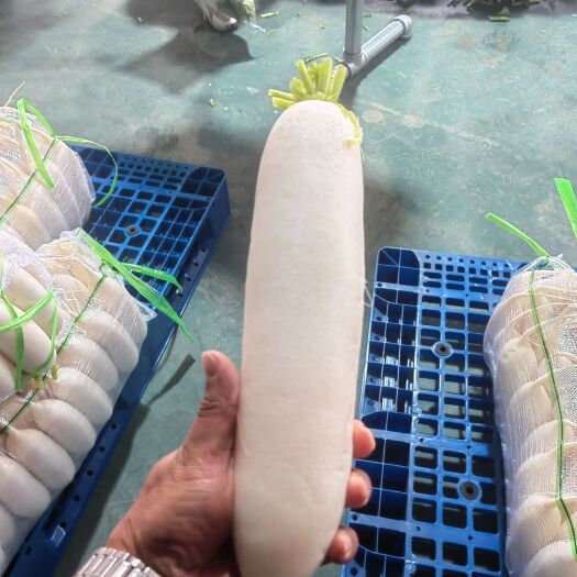 沙洋县白萝卜