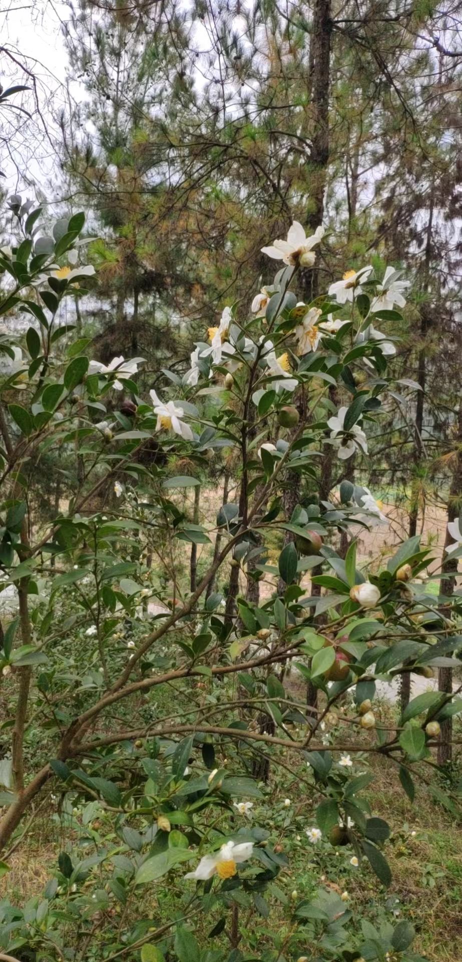 油茶籽