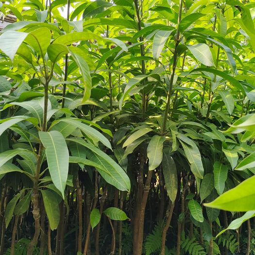 钦州芒果金皇杯苗 地面1.5至2公分大  需要的联系  还有优惠