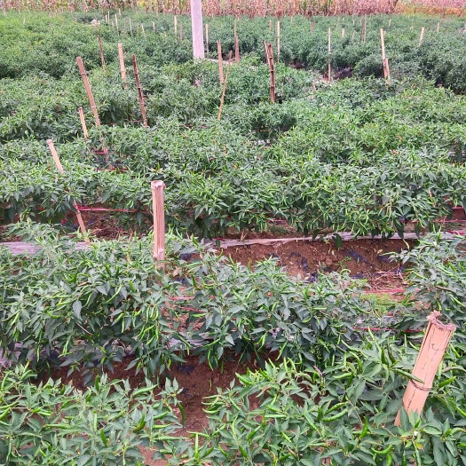 巫山高山无污染，有机蔬菜青红辣椒