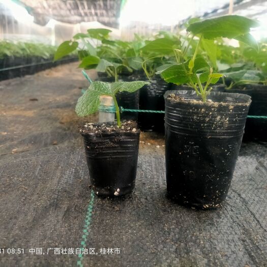 永福县2024年罗汉果苗，青皮果大杯苗二代母本，根系发达高产保障