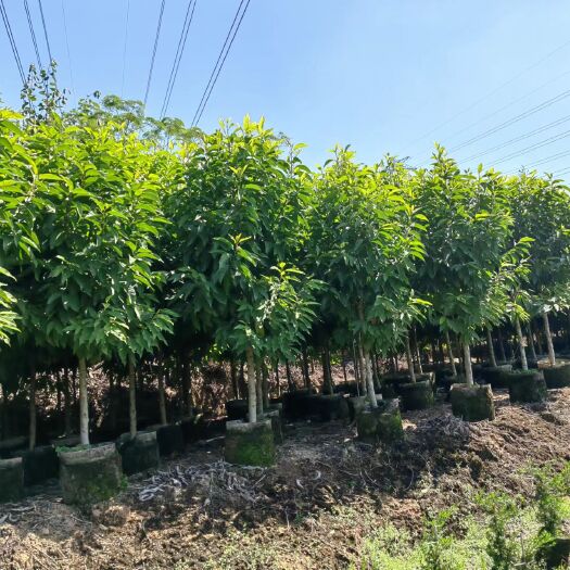 揭阳白玉兰