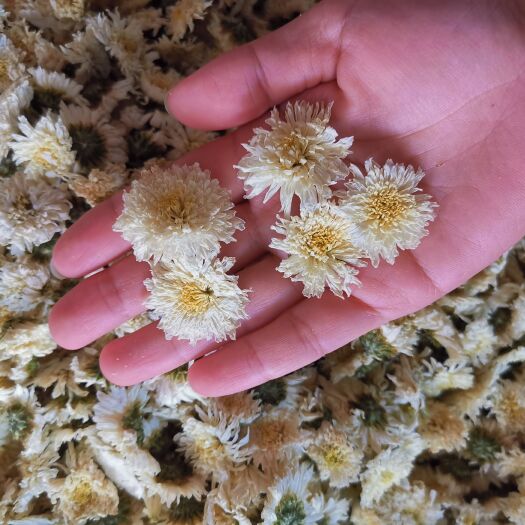 亳州七月菊 批发新货七月菊 规格齐全产地一手货源 可供大货