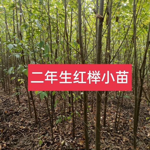 常州红榉  榉树，榉树小苗，榉树杯苗