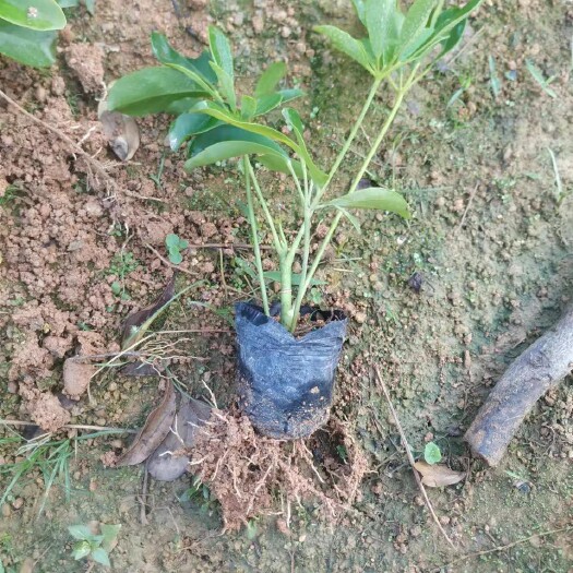 揭阳鸭脚木