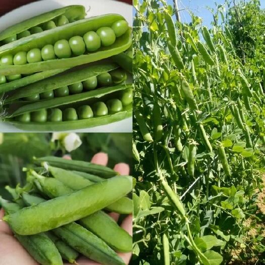 施甸县甜嫰长寿仁豌豆大量出售