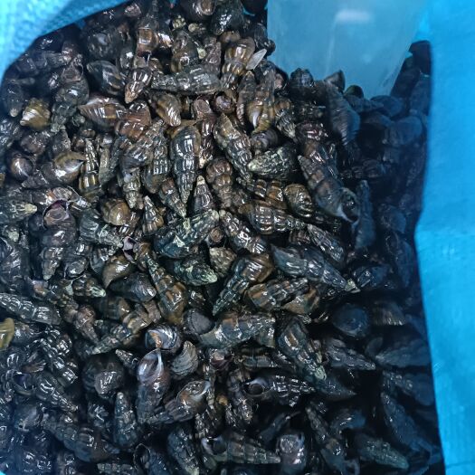 荔浦市漓江清水扭螺