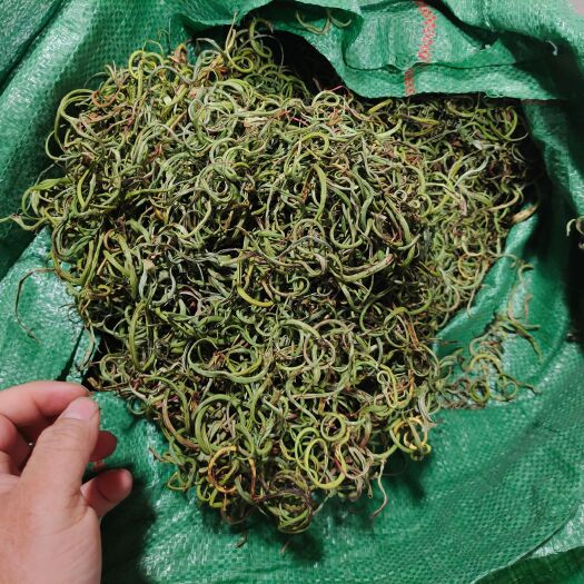 昆明化石草