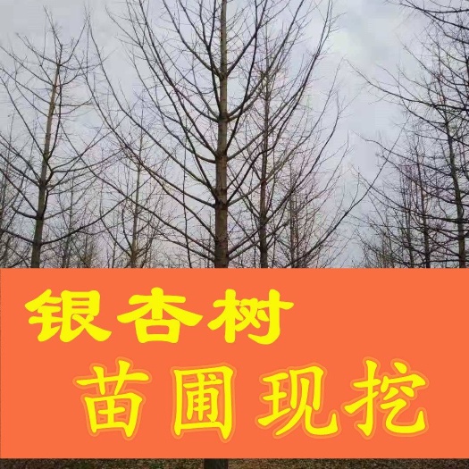 银杏树15公分18公分20公分25公分30公分银杏实生树