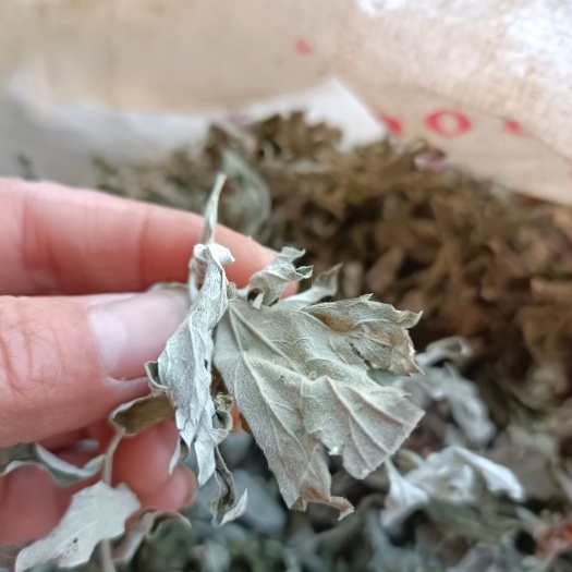 南召县艾草艾叶一一大白艾手工艾叶片厚味浓药效突出，出绒高
