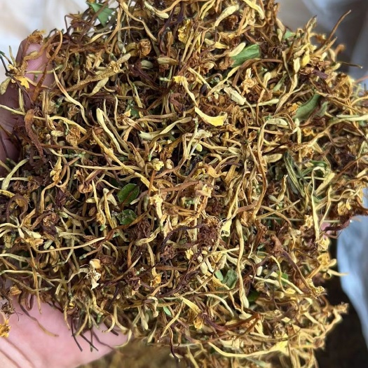 云南野生金银花