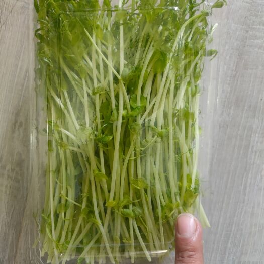 济南豌豆苗