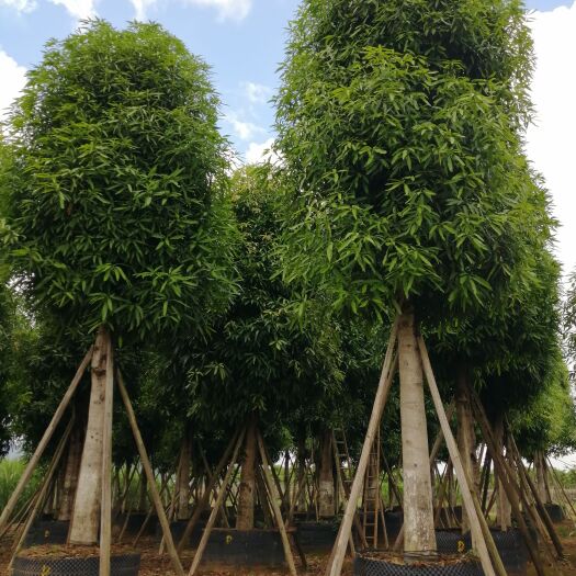 灵山县扁桃树